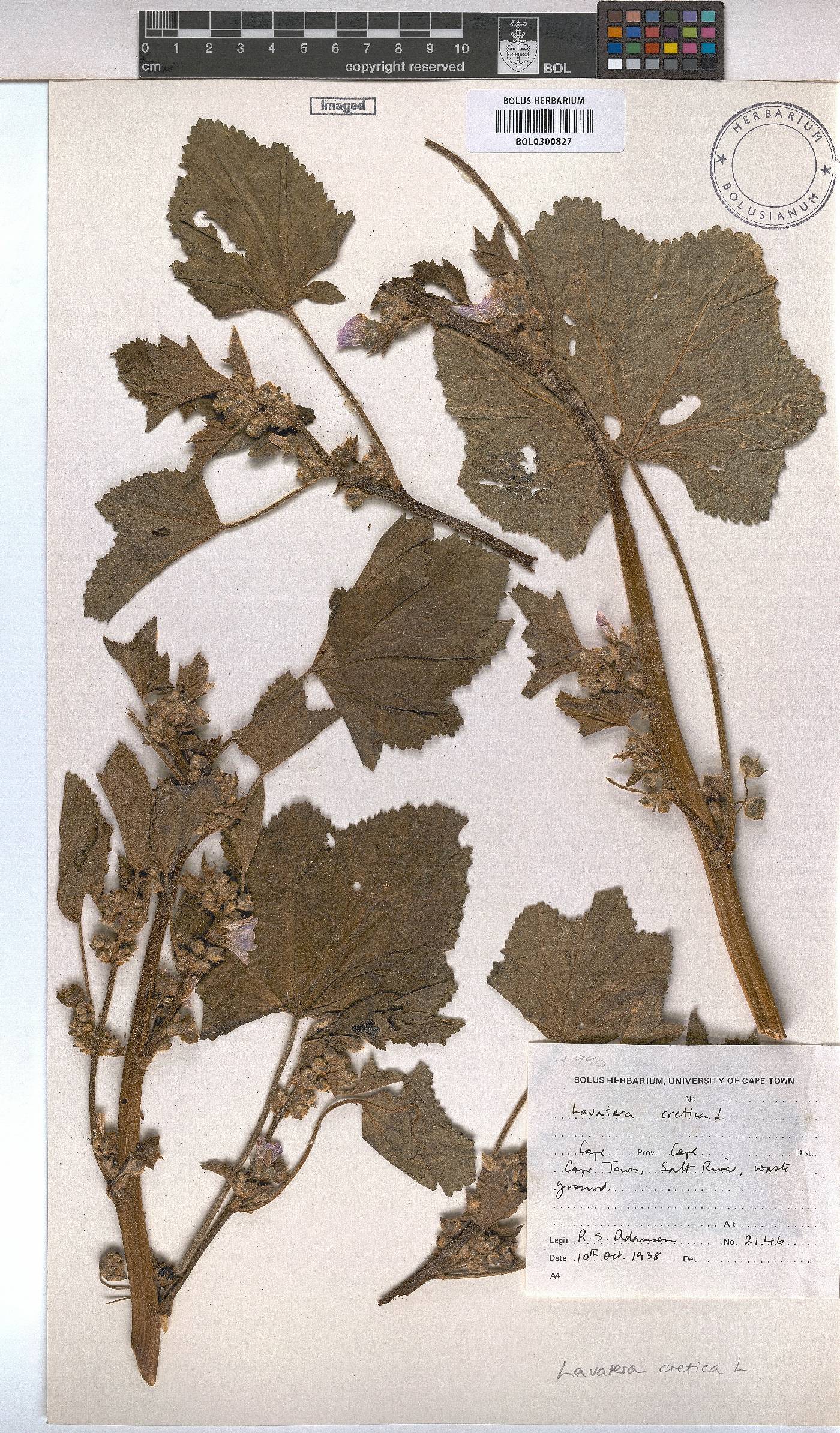 Malva multiflora image