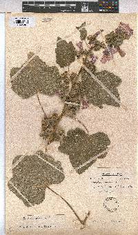 Malva arborea image