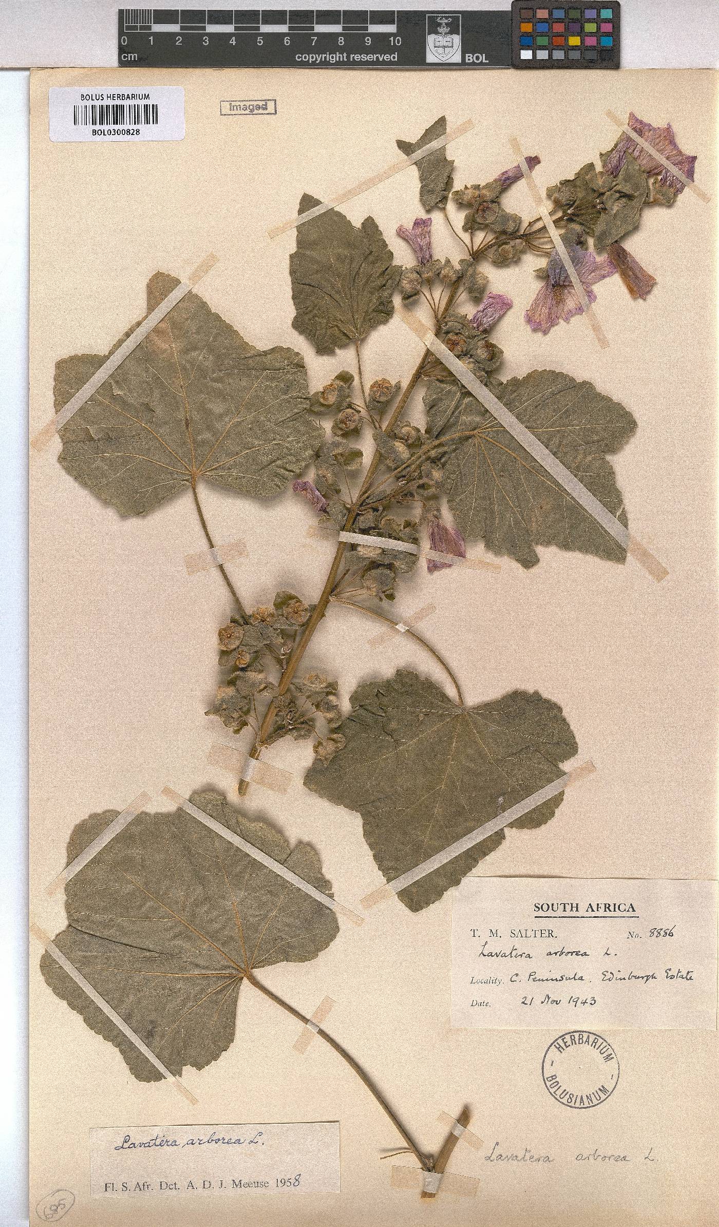 Malva arborea image