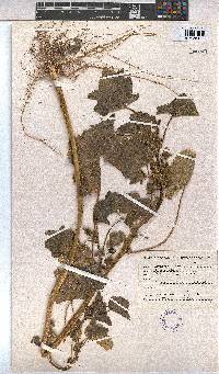 Malva multiflora image