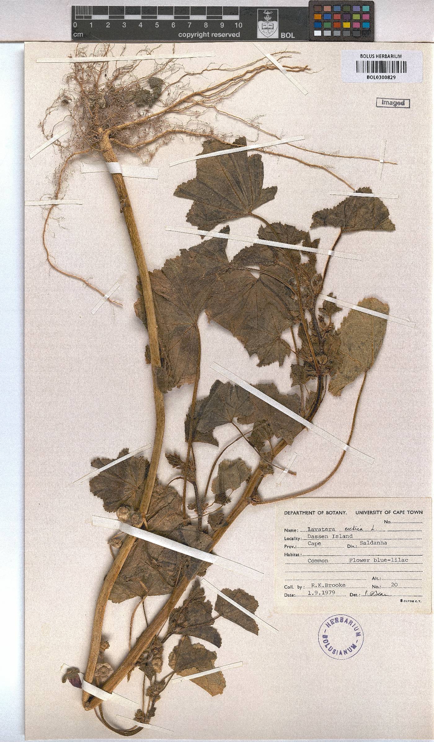 Malva multiflora image