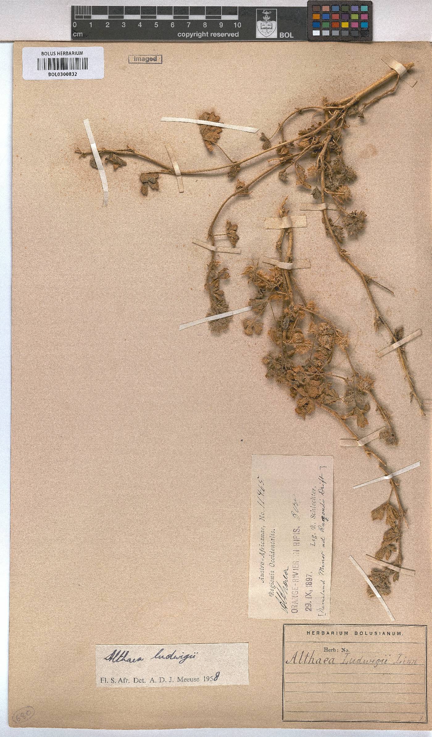 Althaea ludwigii image