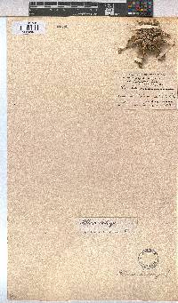 Althaea ludwigii image