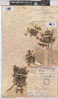 Althaea ludwigii image