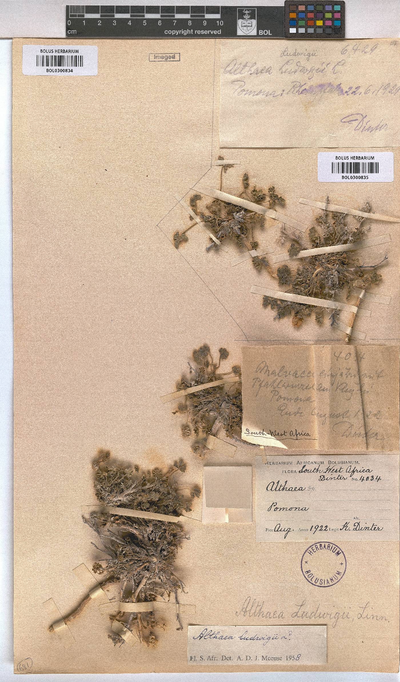 Althaea image