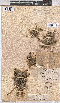 Althaea ludwigii image