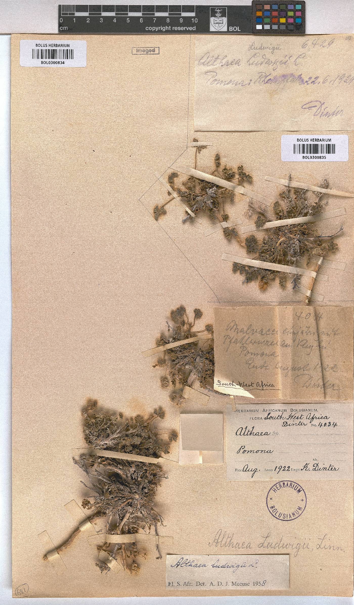 Althaea ludwigii image