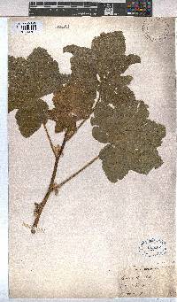 Malva verticillata image