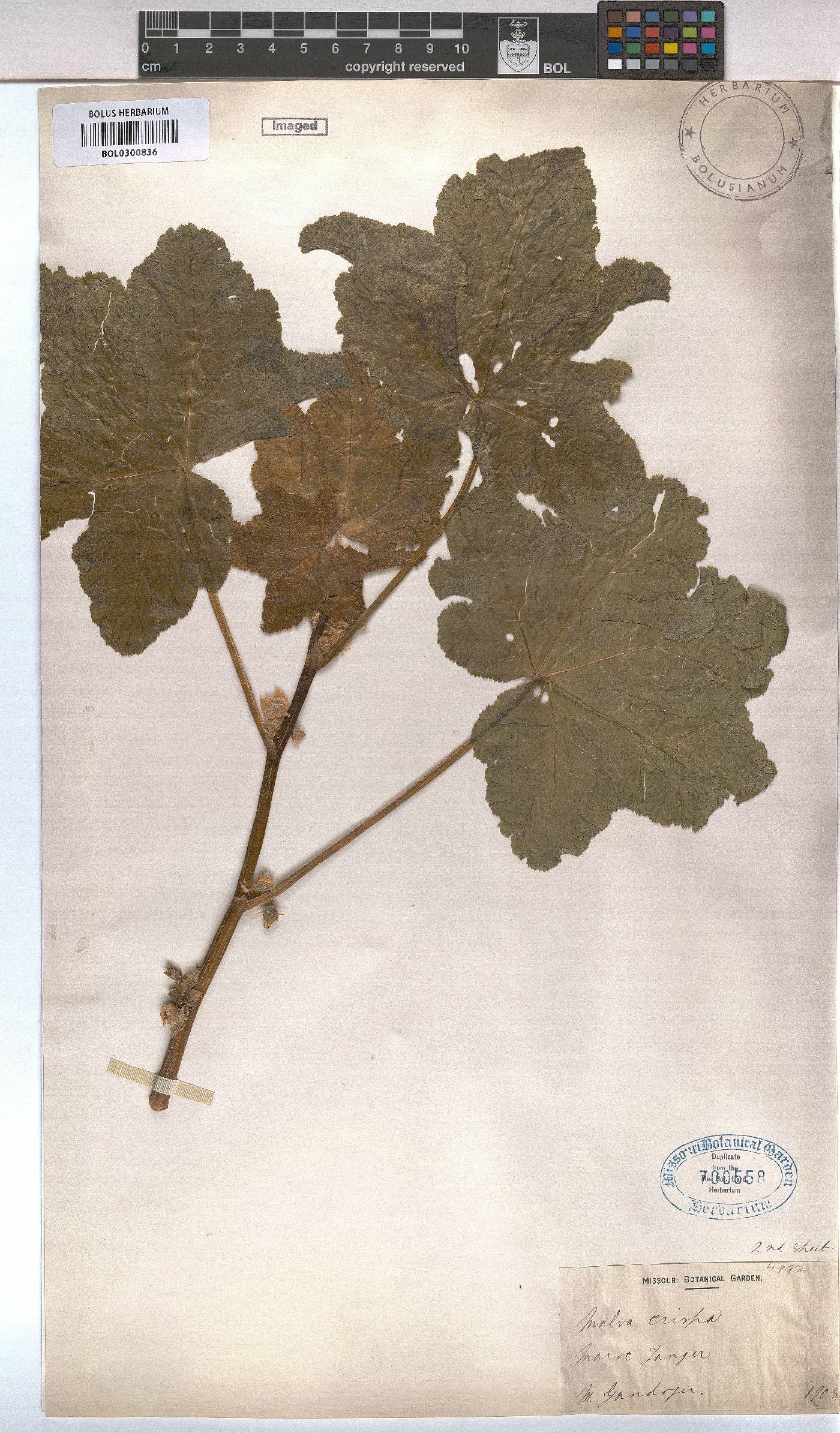 Malva verticillata var. crispa image