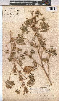 Image of Malva nicaeensis