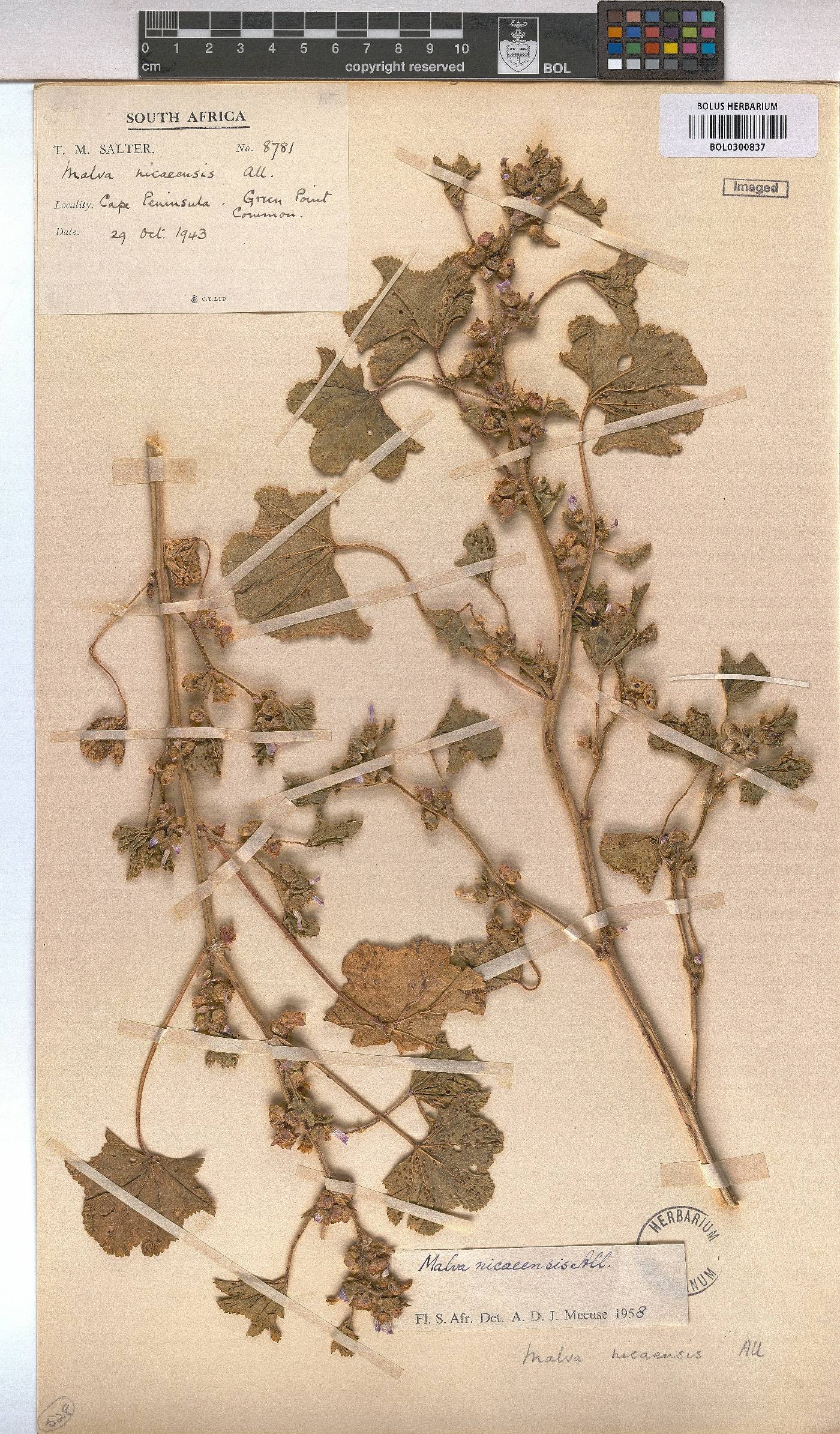 Malva nicaeensis image