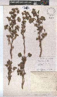 Malva nicaeensis image