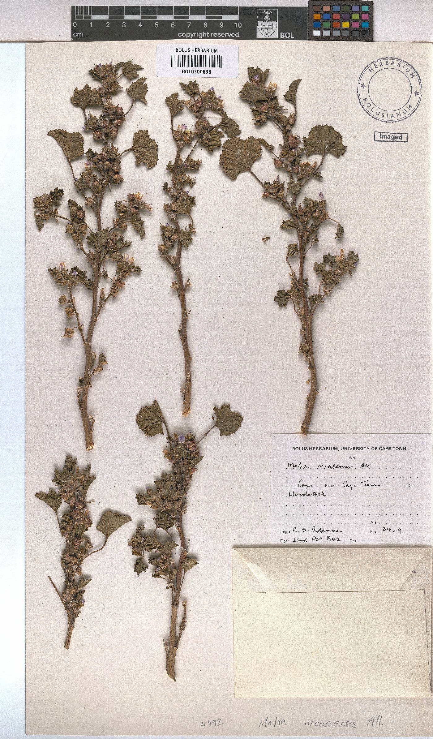 Malva nicaeensis image