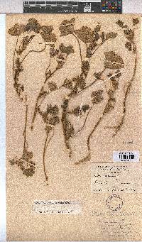 Malva nicaeensis image