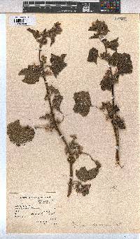 Malva nicaeensis image