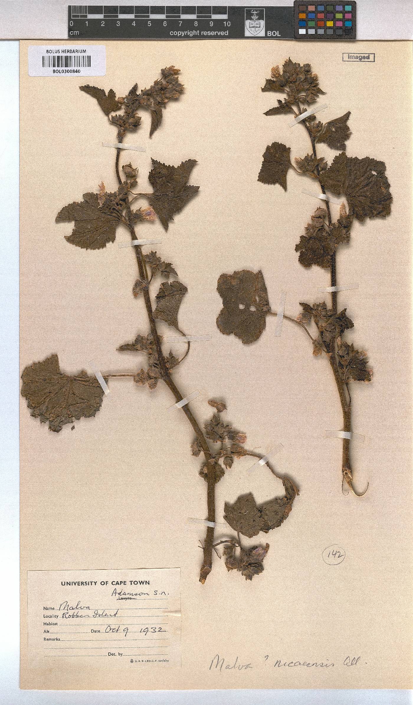 Malva nicaeensis image
