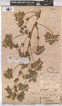 Image of Malva parviflora