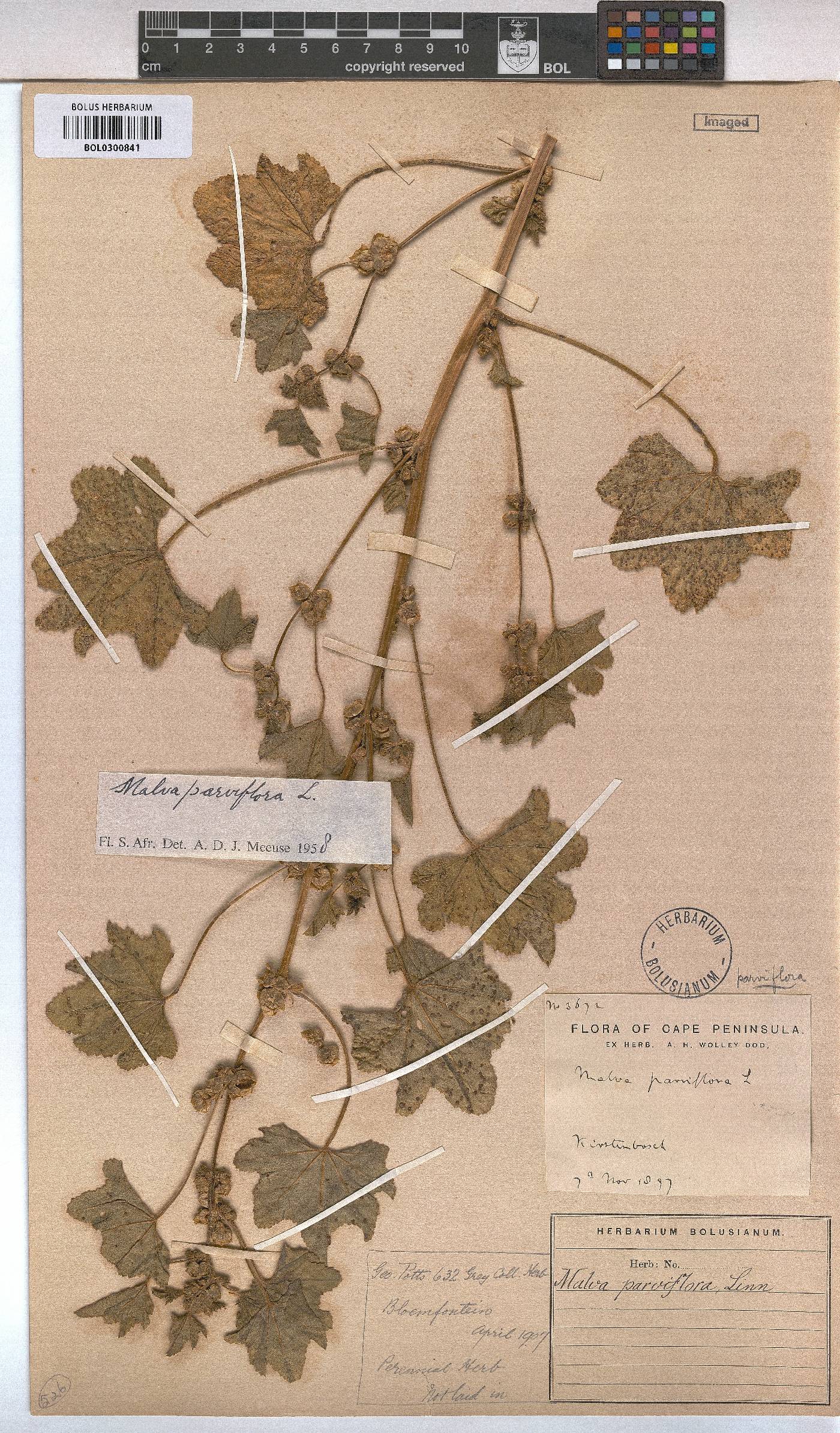 Malva parviflora image