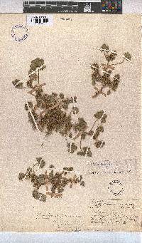 Malva parviflora image