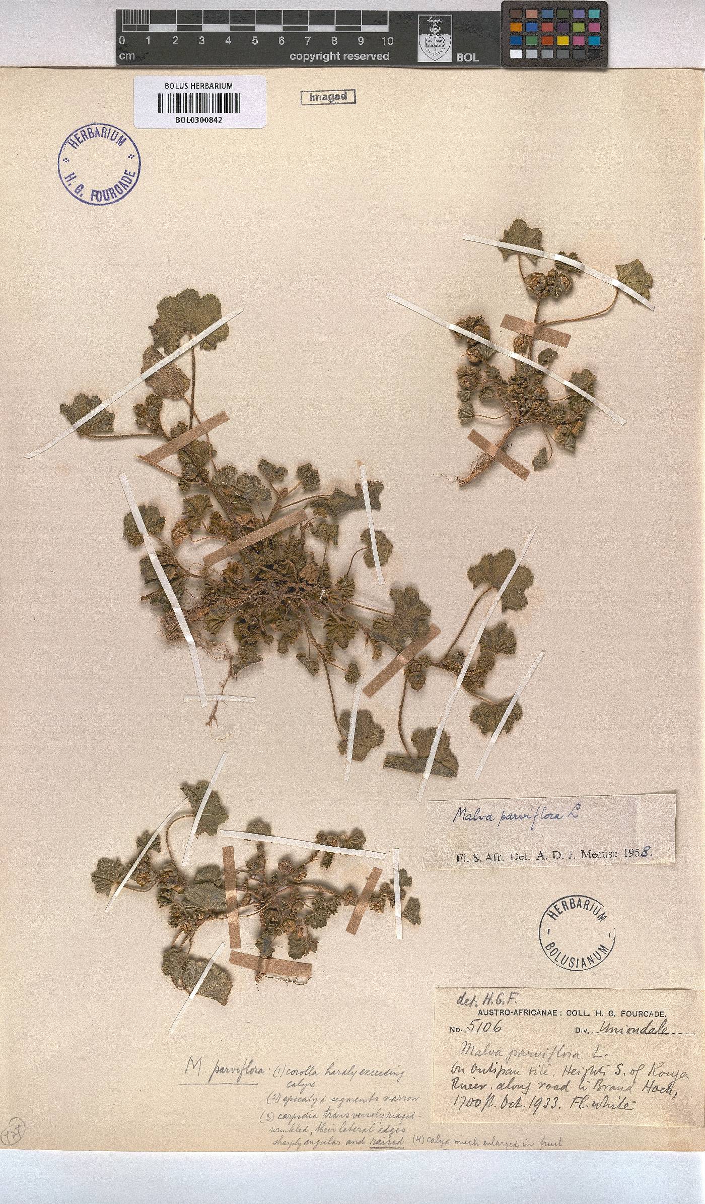 Malva parviflora image