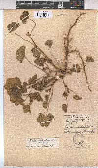 Malva parviflora image