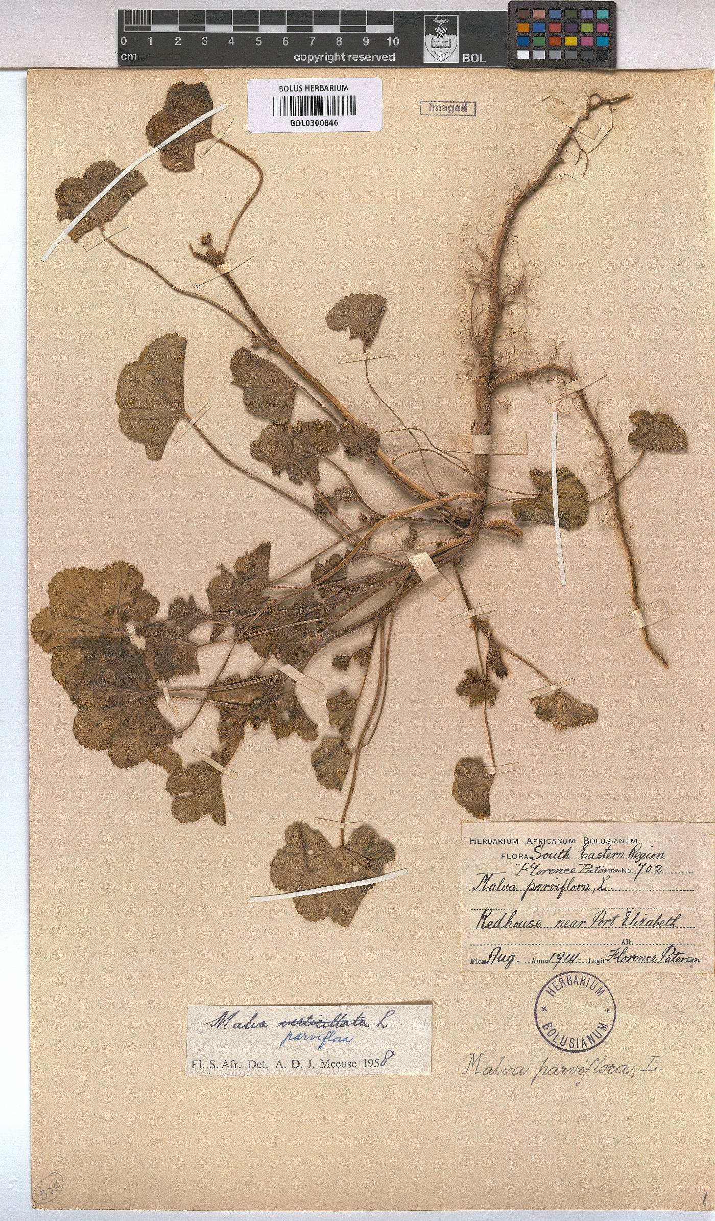 Malva image