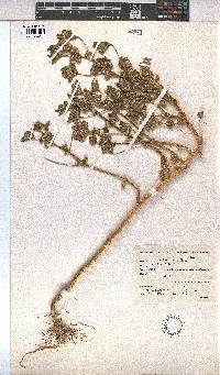 Malva parviflora image