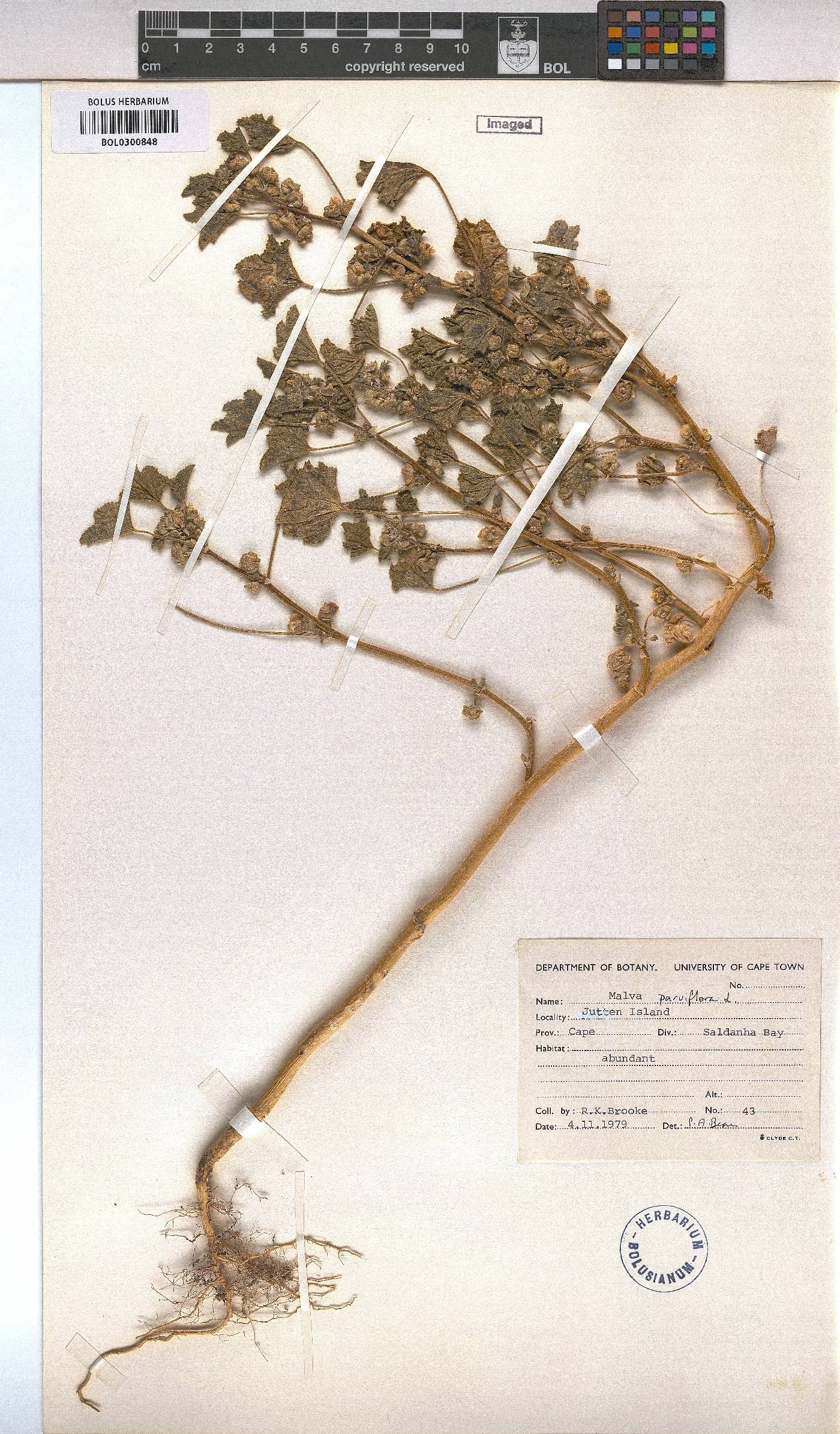 Malva parviflora image