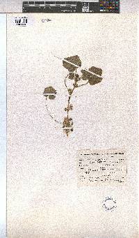 Malva parviflora image