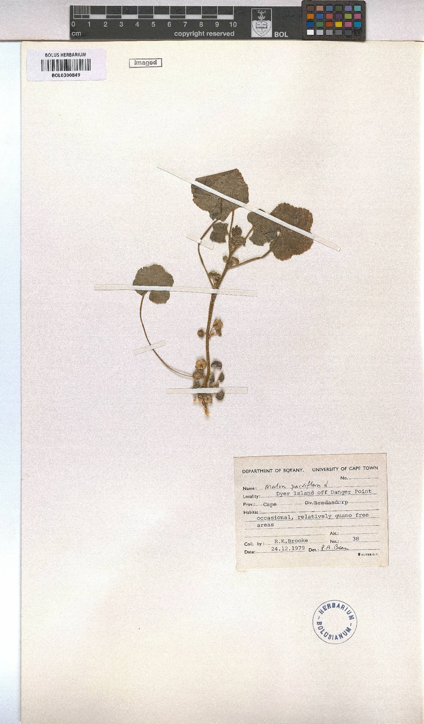Malva parviflora image