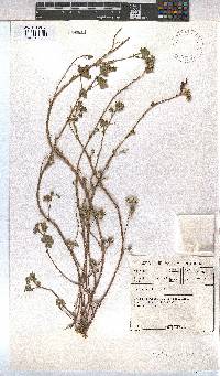 Malva parviflora image