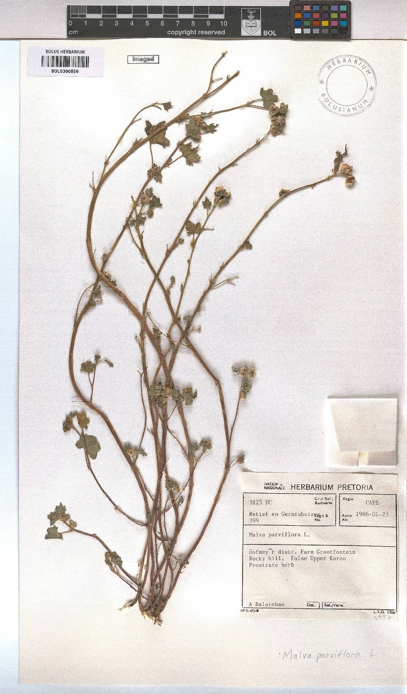 Malva parviflora image