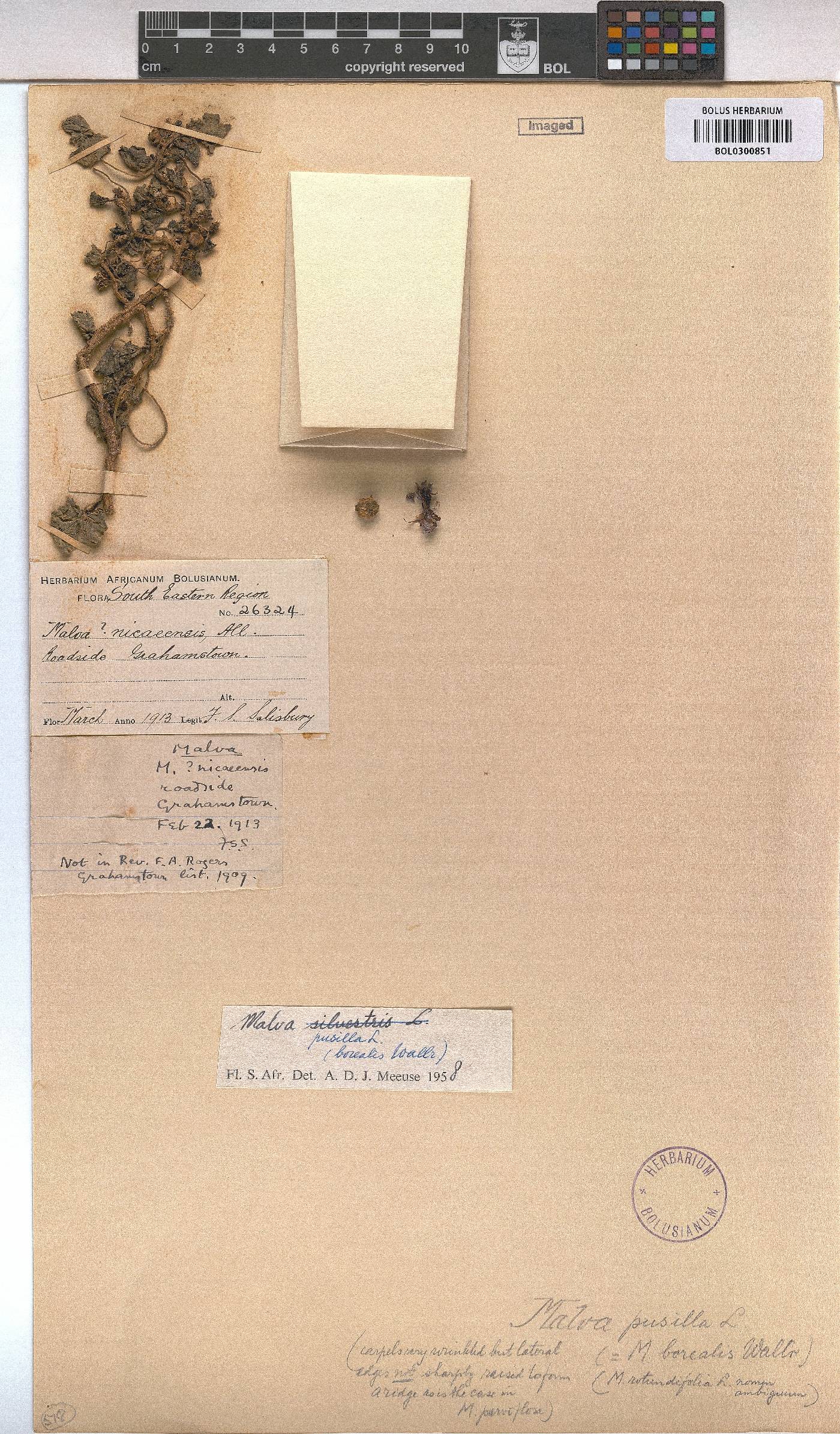 Malva pusilla image