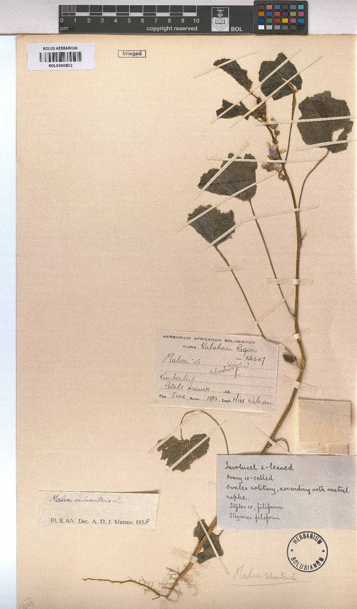 Malva sylvestris image
