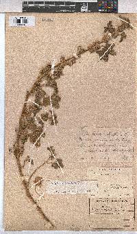 Malva verticillata image