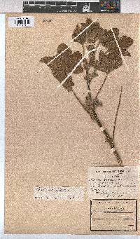 Malva verticillata image