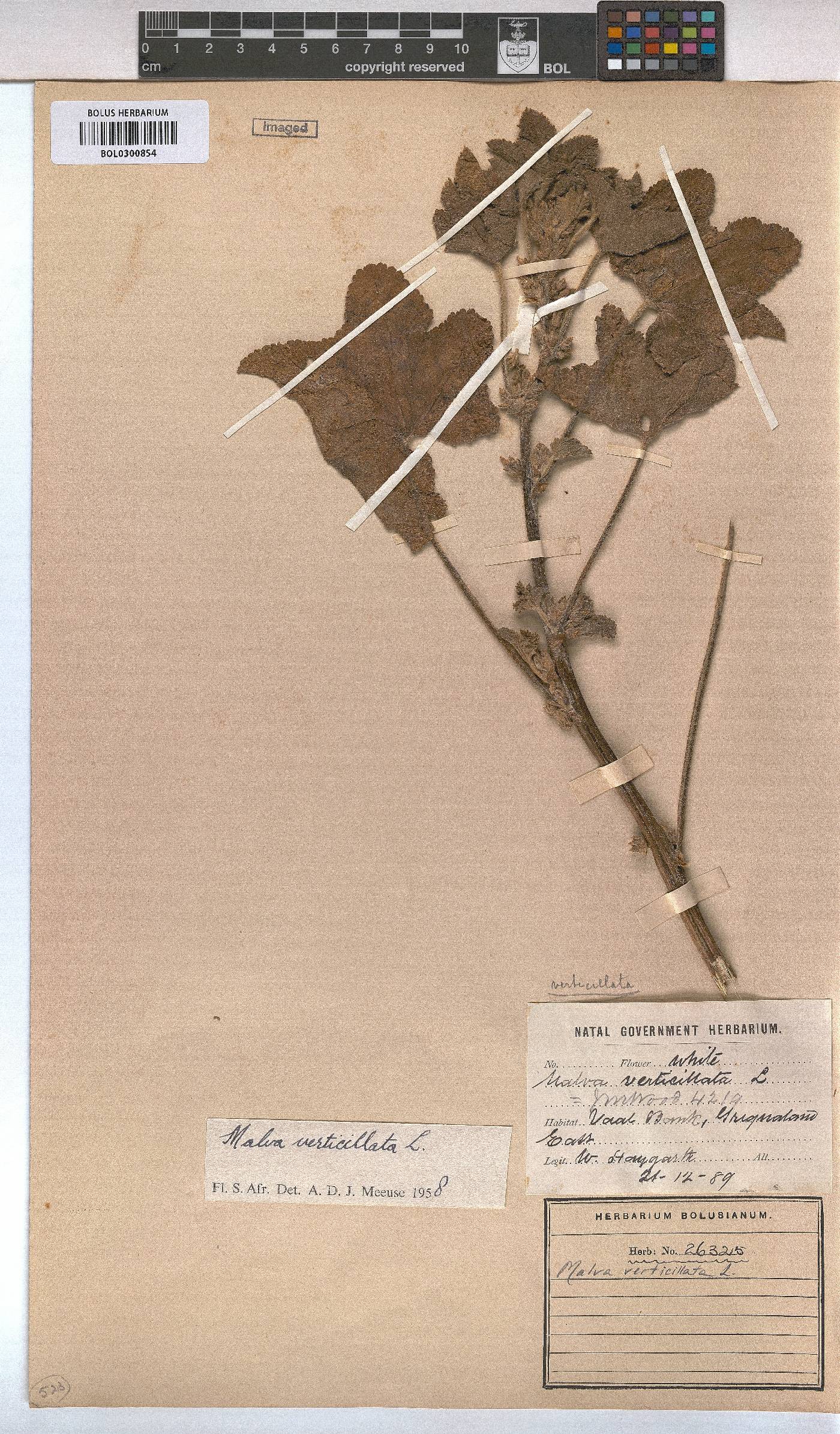 Malva verticillata image