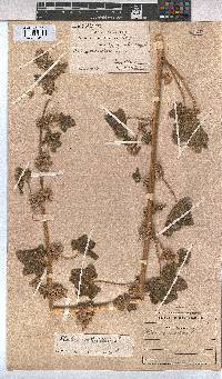 Malva verticillata image