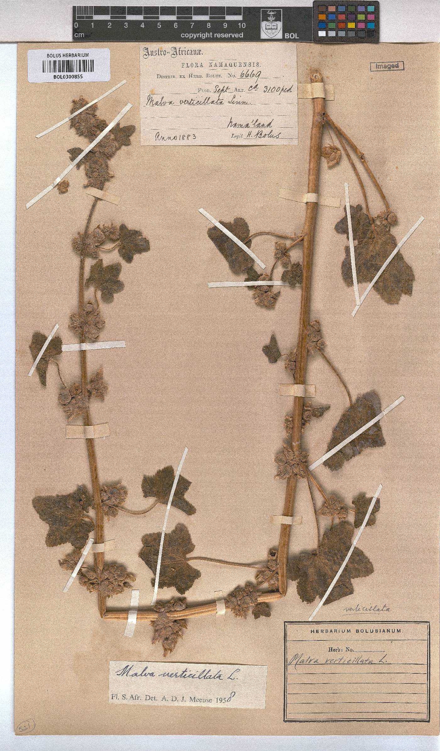 Malva verticillata image