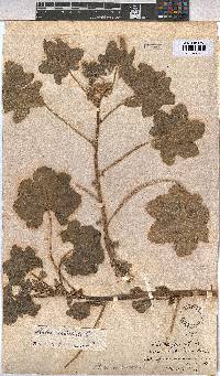 Malva verticillata image