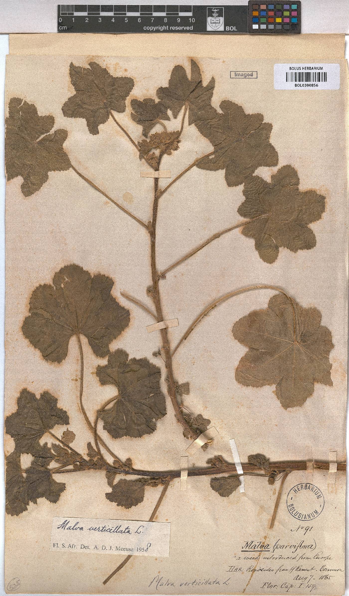 Malva verticillata image