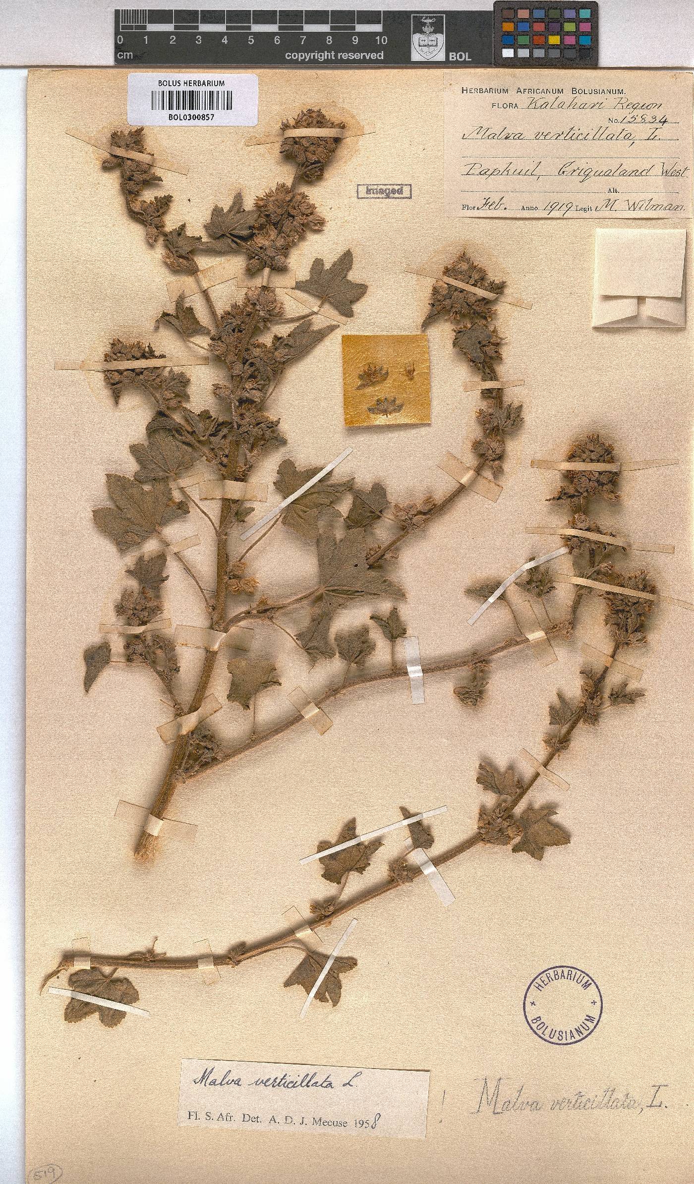 Malva verticillata image