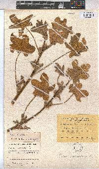 Malva verticillata image