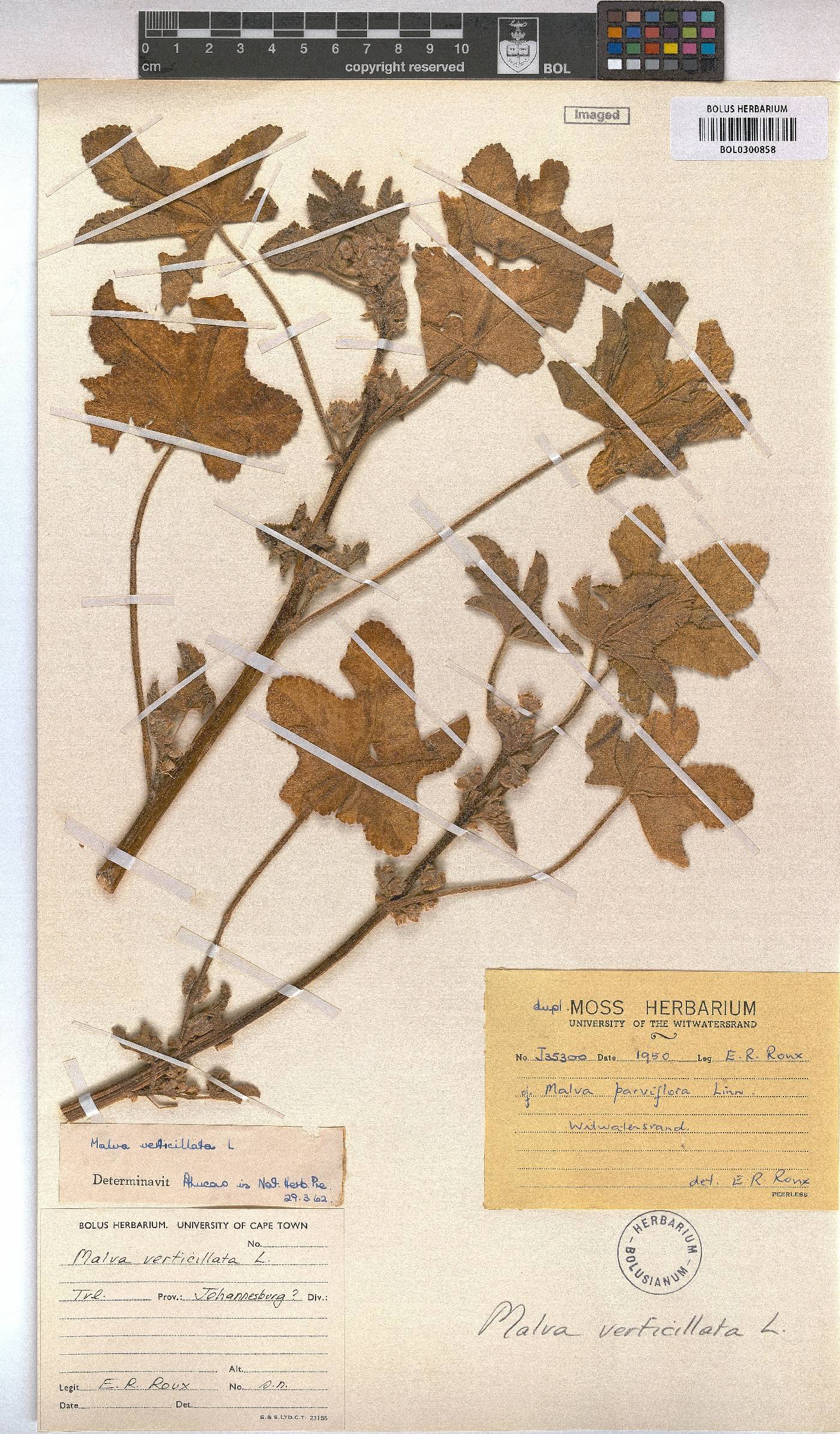 Malva verticillata image