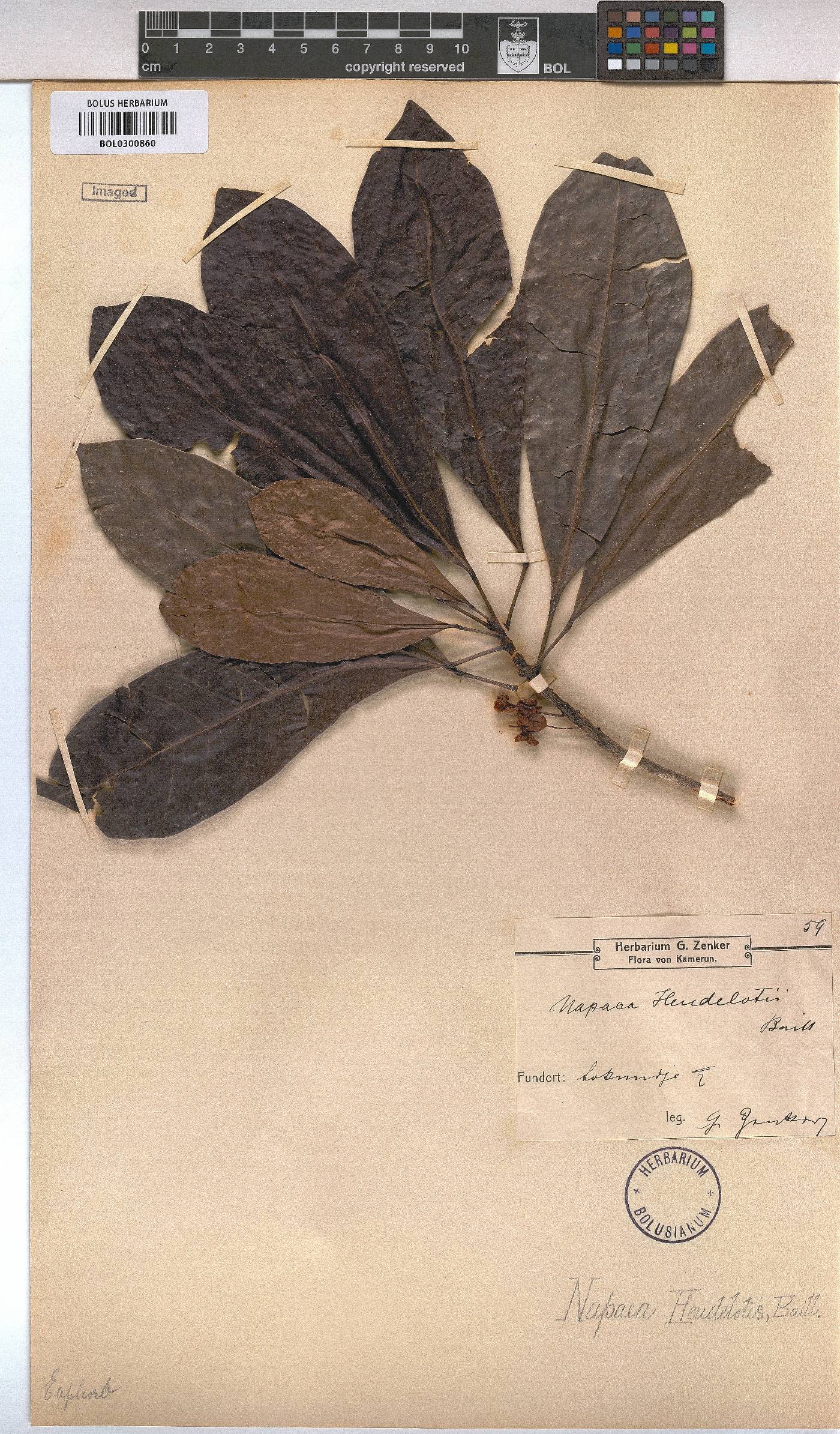 Napaea image