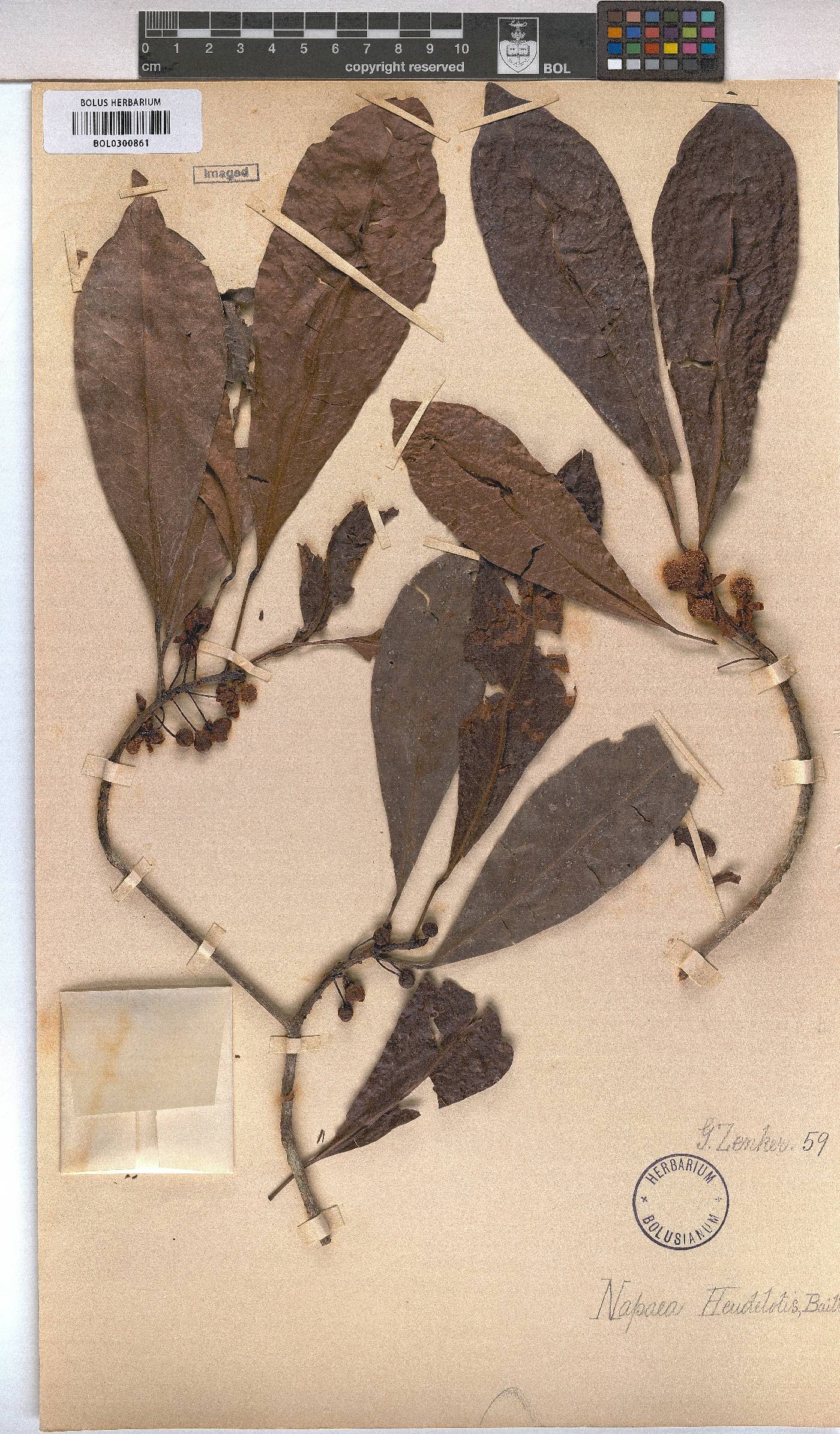 Napaea image
