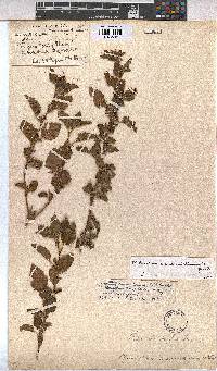 Image of Malvastrum coromandelianum