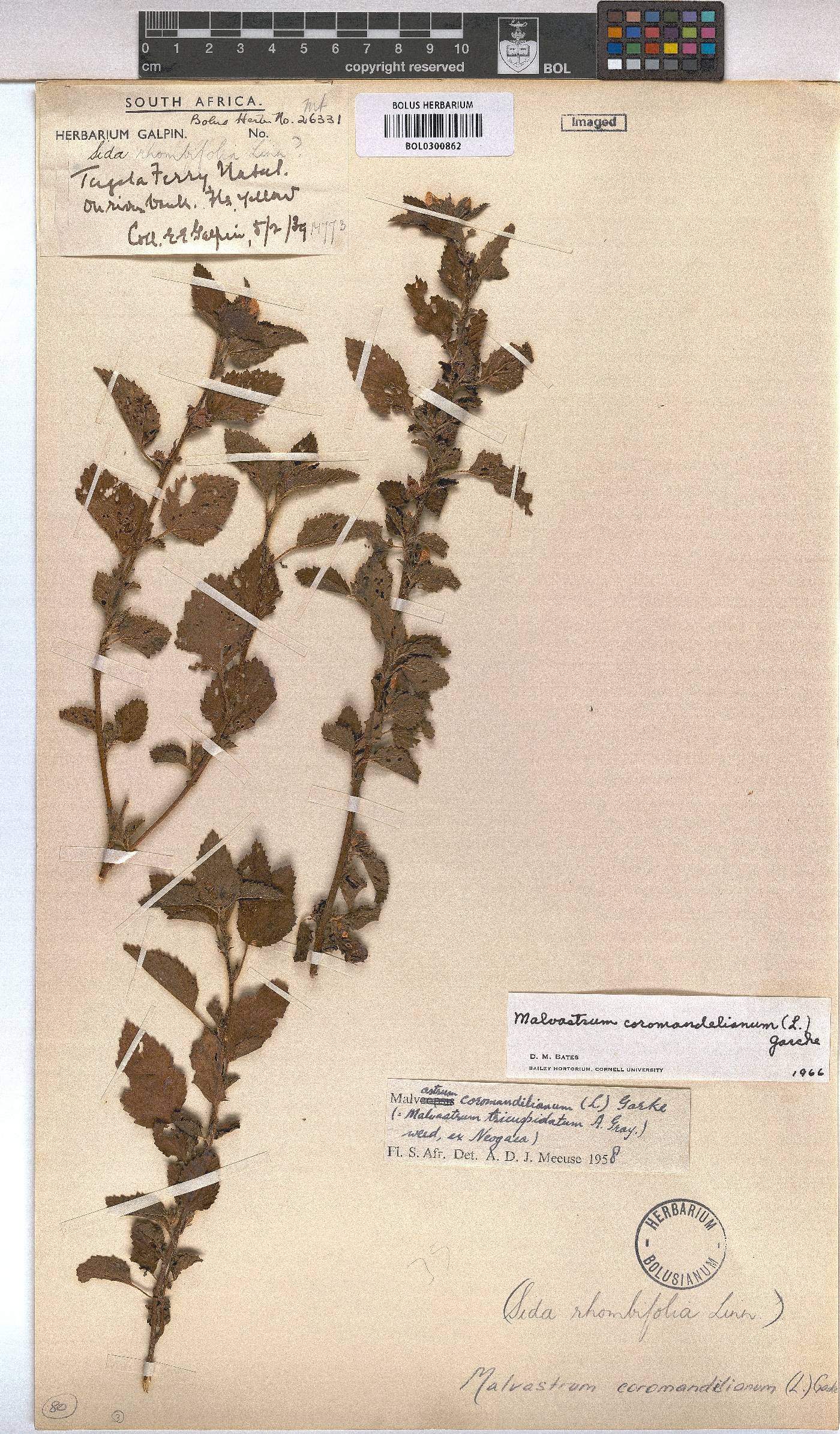 Malvastrum coromandelianum image