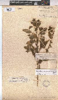 Malvastrum coromandelianum image