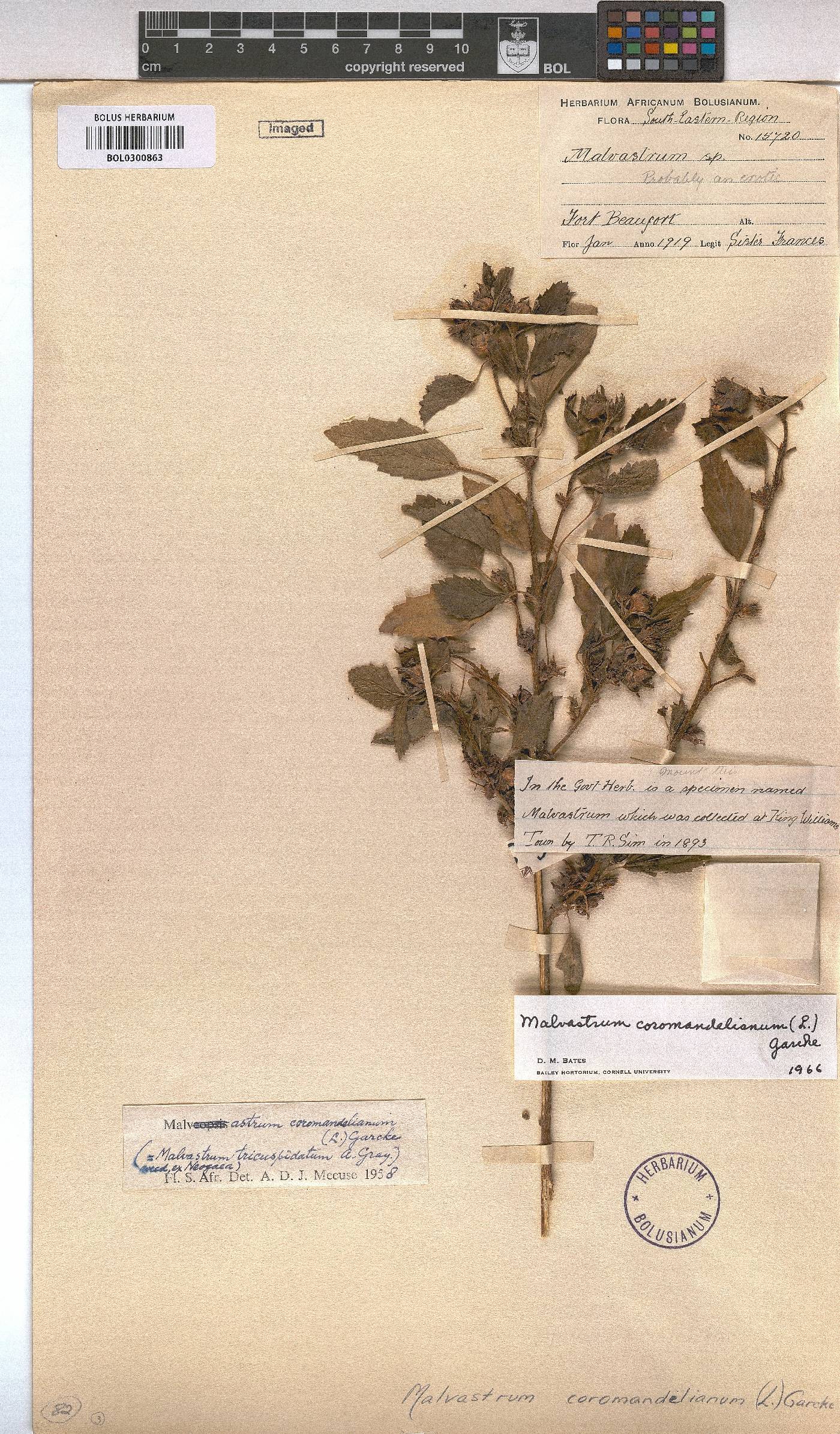 Malvastrum coromandelianum image